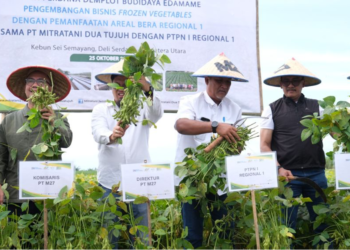 Panen Perdana Edamame di Kebun Sei Semayang PTPN I Regional 1