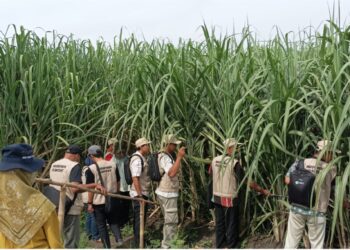 PT RPN-P3GI bersama  Disbun Jatim Tingkatkan Kompetensi Petani Melalui Pelatihan Budidaya Tebu