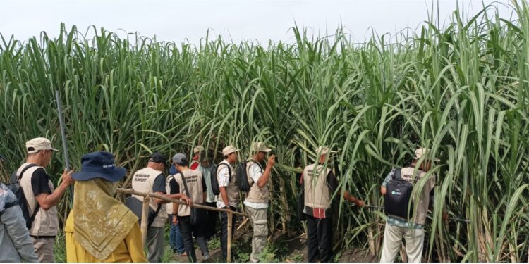 PT RPN-P3GI bersama  Disbun Jatim Tingkatkan Kompetensi Petani Melalui Pelatihan Budidaya Tebu