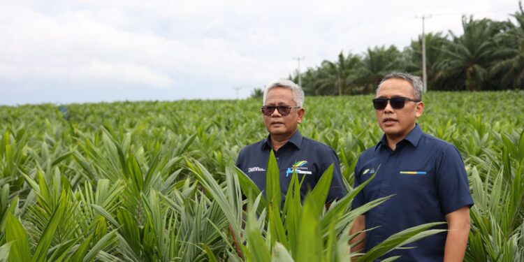 PTPN Inisiasi Program PSR Intercropping Padi Dukung Swasembada Pangan nasional