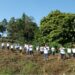 Setahun Tranformasi: PTPN I Regional 3 Lakukan Aksi Tanam Pohon Jabon, Pembagian Sembako dan Donor Darah