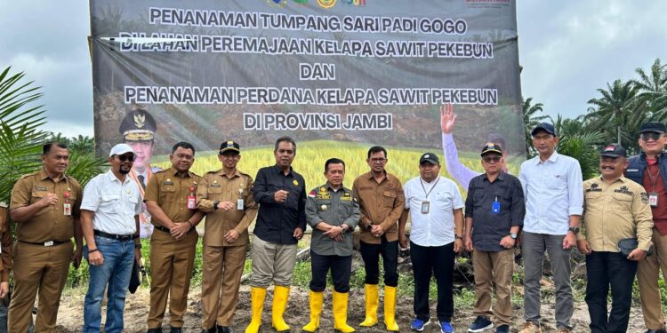 PTPN IV Regional 4, Tanam Padi Gogo Tumpang Sari Kelapa Sawit di Lahan PSR