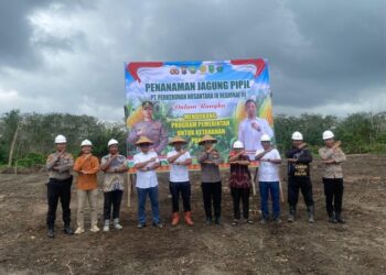 Sukses Padi Gogo, PTPN IV Regional III Bersama Polri Perkuat Ketahanan Pangan Melalui Budidaya Jagung