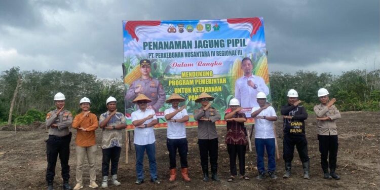 Sukses Padi Gogo, PTPN IV Regional III Bersama Polri Perkuat Ketahanan Pangan Melalui Budidaya Jagung