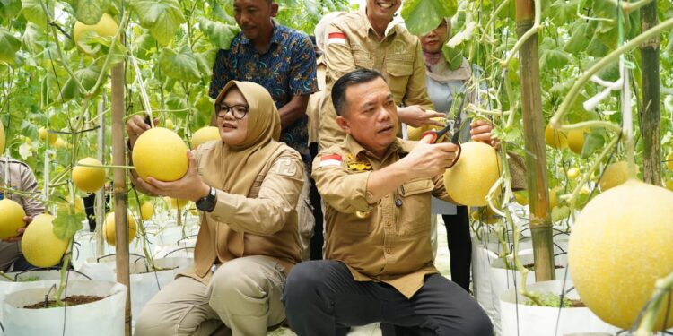 Turun ke Tanjabtim, Gubernur Al Haris Tinjau Jalan dan Panen Perdana Melon Premium