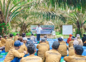 Ratusan Petani Mitra PTPN IV PalmCo Segera Kantongi Sertifikasi RSPO