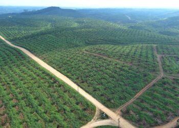 Ini Langkah PalmCo Perkuat Peran Strategis Jaga Ketahanan Pangan Nasional