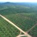 Ini Langkah PalmCo Perkuat Peran Strategis Jaga Ketahanan Pangan Nasional