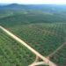 Holding Perkebunan Nusantara Dorong PalmCo Perkuat Peran Strategis Jaga Ketahanan Pangan Nasional
