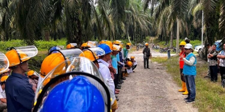Holding Perkebunan Nusantara dan PLN Kolaborasi Edukasi K3 untuk Pemanen Sawit di PTPN IV PalmCo