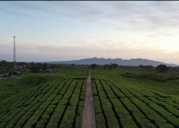 Kebun Teh PalmCo Jadi Arena Balap Asia Pasific Championship Rally, Holding Perkebunan Nusantara Pacu Ekonomi dan Wisata Daerah