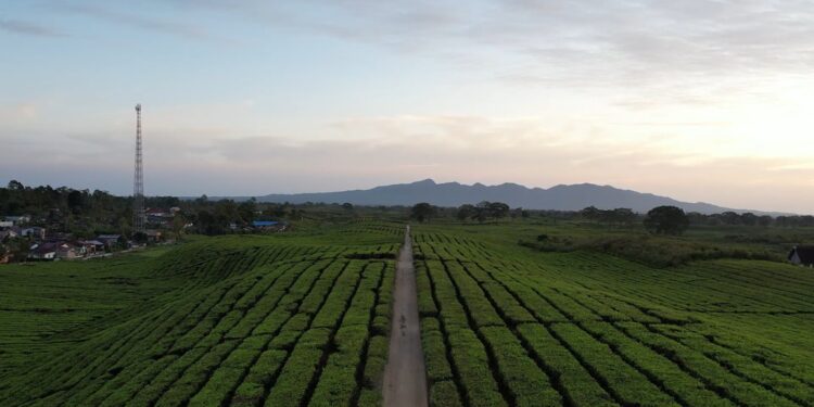 Kebun Teh PalmCo Jadi Arena Balap Asia Pasific Championship Rally, Holding Perkebunan Nusantara Pacu Ekonomi dan Wisata Daerah