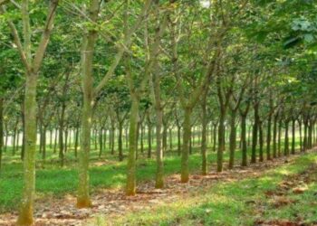 Komoditas Karet Tetap Prospektif, Holding Perkebunan Nusantara Melalui PTPN I Fokus Perkuat ESG dan Kualitas Ekspor