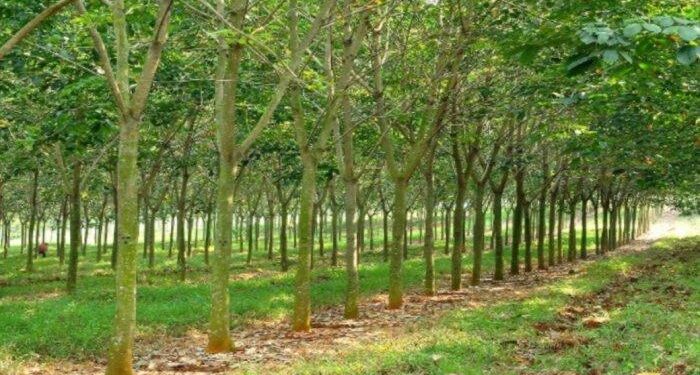 Komoditas Karet Tetap Prospektif, Holding Perkebunan Nusantara Melalui PTPN I Fokus Perkuat ESG dan Kualitas Ekspor