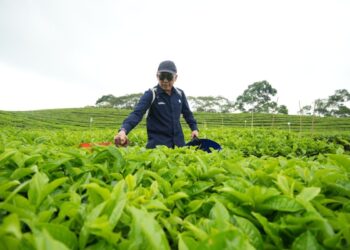 Teh dan Karet PalmCo Raih Laba Positif, Tonggak Sejarah Baru Holding Perkebunan Nusantara