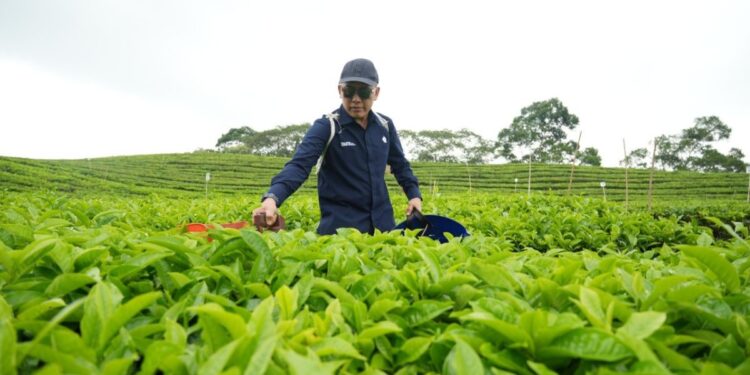 Teh dan Karet PalmCo Raih Laba Positif, Tonggak Sejarah Baru Holding Perkebunan Nusantara
