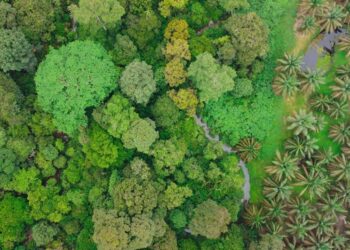 Holding Perkebunan Nusantara Berkomitmen Lindungi Flora-Fauna di 14 Ribu Ha Area HCV PalmCo