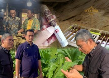 Dukung Asta Cita Presiden, Holding Perkebunan Nusantara Melalui PTPN I Kembangkan Hilirisasi Cerutu “Golden Djawa”