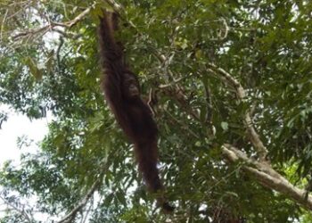 Holding Perkebunan Nusantara Dukung Konservasi Orang Utan Kalimantan Lewat PalmCo
