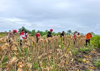Holding Perkebunan Nusantara Dukung Ketahanan Pangan, PTPN IV Regional V Panen Perdana Jagung Tumpang Sari Bersama Polres Landak