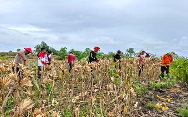 Holding Perkebunan Nusantara Dukung Ketahanan Pangan, PTPN IV Regional V Panen Perdana Jagung Tumpang Sari Bersama Polres Landak