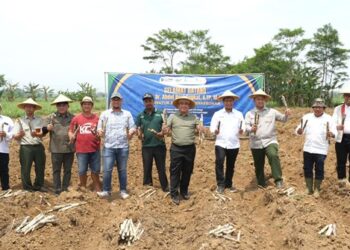 Holding Perkebunan Nusantara dan Ditjenbun Kementan Kolaborasi Percepat Bongkar Ratoon, Jaga Pasokan Gula Nasional