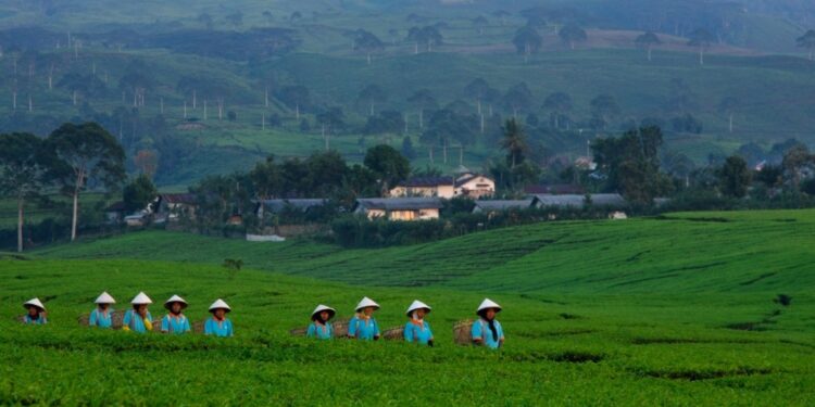 PTPN I, Subholding Holding Perkebunan Nusantara, Perkuat Peran dalam Program 8+4+5