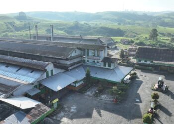 Seabad Pabrik Teh Kayu Aro, Holding Perkebunan Nusantara Jaga Warisan dan Kualitas Teh Indonesia