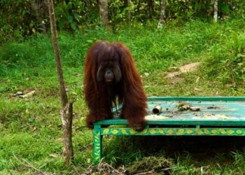 PTPN Group Buktikan Industri Sawit Bisa Selaras dengan Areal Konservasi Tinggi Hingga Satwa Langka
