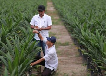PalmCo, Subholding Holding Perkebunan Nusantara, Cetak Capaian Tertinggi dalam Program Peremajaan Sawit Rakyat