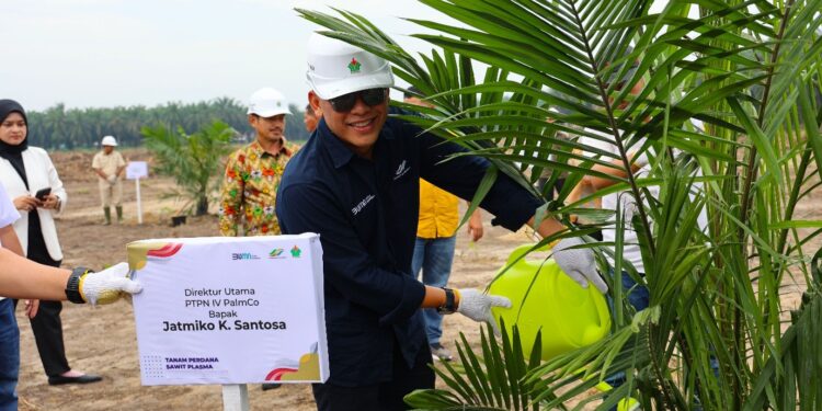 Holding Perkebunan Nusantara Perkuat Ketahanan Pangan Nasional, PTPN IV PalmCo Dorong Peremajaan Sawit dan Integrasi Tanaman Pangan