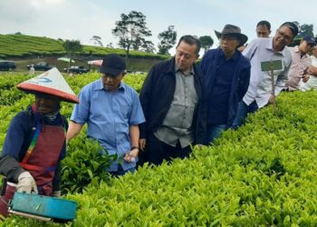 Dewan Komisaris Holding Perkebunan Nusantara Tinjau Inovasi Teknologi Pemangkasan di Kebun Teh Rancabali