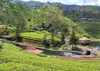 Holding Perkebunan Nusantara Hadirkan “The Healing Power of Tea” di Agrowisata Kaligua PTPN I Regional 3