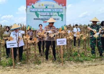 Gubernur Al Haris Bersama Kapolda Jambi Panen Raya Jagung di Geragai Tanjab Timur