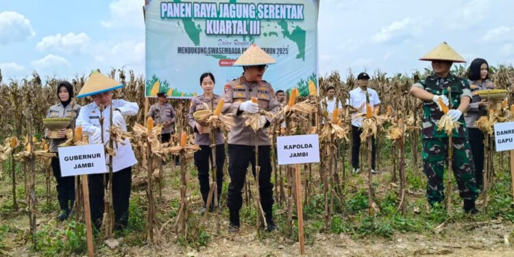 Gubernur Al Haris Bersama Kapolda Jambi Panen Raya Jagung di Geragai Tanjab Timur