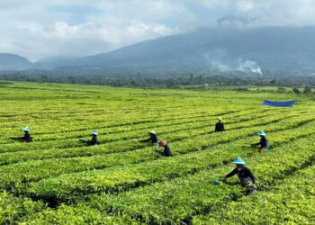 Produksi Teh Tembus 10.325 Ton, PalmCo Perkuat Daya Saing Indonesia di Pasar Global