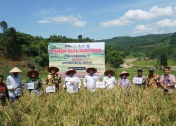 Dari Sawit Tumbuh Padi: PTPN IV PalmCo Dorong Ketahanan Pangan Lewat Pola Tumpangsari