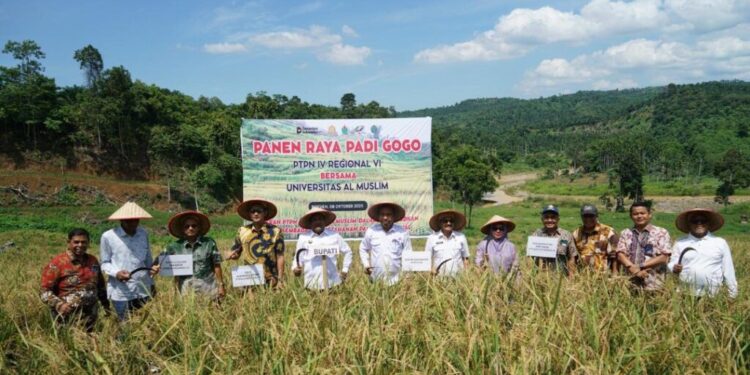 Dari Sawit Tumbuh Padi: PTPN IV PalmCo Dorong Ketahanan Pangan Lewat Pola Tumpangsari