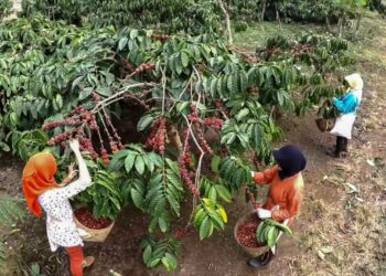 Holding Perkebunan Nusantara Melalui PTPN I Regional 2 Kembangkan 600 Ha Kebun Kopi di Kawasan Gunung Halu dan Rongga