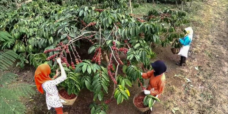 Holding Perkebunan Nusantara Melalui PTPN I Regional 2 Kembangkan 600 Ha Kebun Kopi di Kawasan Gunung Halu dan Rongga