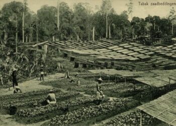 Holding Perkebunan Nusantara Dorong Optimalisasi Aset, PTPN I Adaptif Hadapi Dinamika Perkembangan Kota Medan