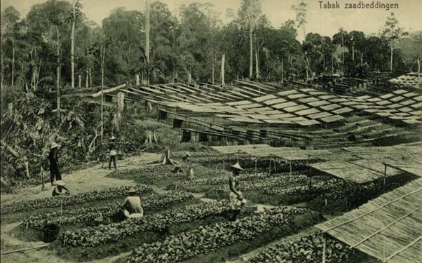 Holding Perkebunan Nusantara Dorong Optimalisasi Aset, PTPN I Adaptif Hadapi Dinamika Perkembangan Kota Medan