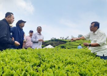 Holding Perkebunan Nusantara Dorong Peningkatan Produksi dan Hilirisasi, PTPN I Replanting 14.000 Hektare di Jawa Barat