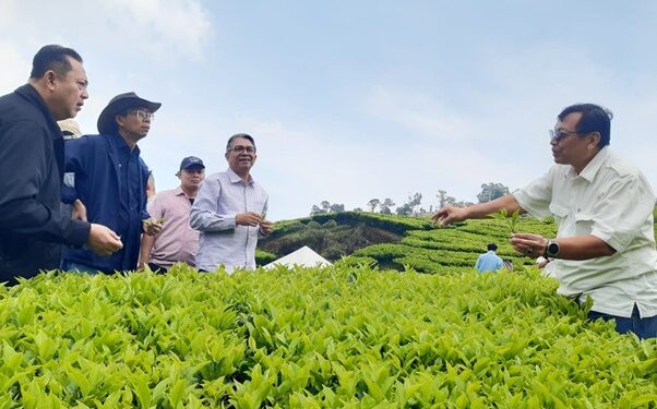 Holding Perkebunan Nusantara Dorong Peningkatan Produksi dan Hilirisasi, PTPN I Replanting 14.000 Hektare di Jawa Barat