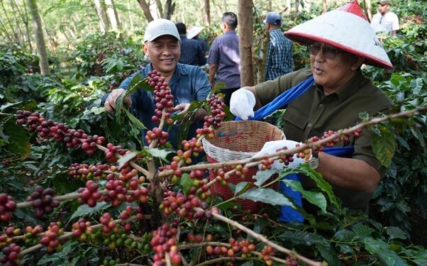 Dua Subholding PTPN III (Persero) Perkuat Kebangkitan Kopi Ijen, PTPN IV PalmCo dan PTPN I Replanting 1.300 Ha di Bondowoso