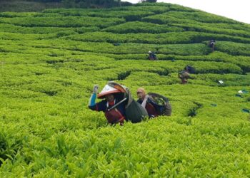 Holding Perkebunan Nusantara Perkuat Komoditas Strategis Melalui Replanting 14.000 Hektare PTPN I Regional 2