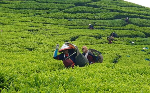 Holding Perkebunan Nusantara Perkuat Komoditas Strategis Melalui Replanting 14.000 Hektare PTPN I Regional 2