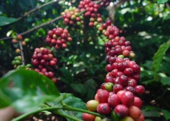 Perkuat Komoditas Kopi, Holding Perkebunan Nusantara Melalui PTPN I Konversi Dua Pabrik Teh