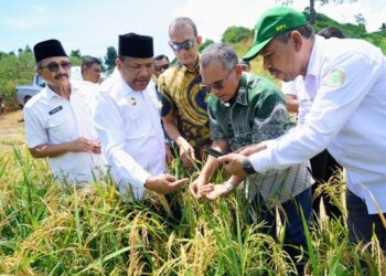 Holding Perkebunan Nusantara melalui PTPN IV PalmCo Dorong Ketahanan Pangan Lewat Pola Tumpangsari Sawit–Padi