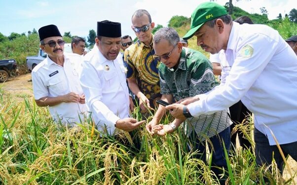Holding Perkebunan Nusantara melalui PTPN IV PalmCo Dorong Ketahanan Pangan Lewat Pola Tumpangsari Sawit–Padi